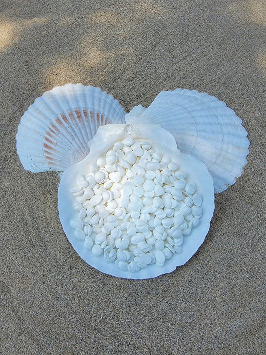 San Clemente Coconut Hard Wax 2.2lbs